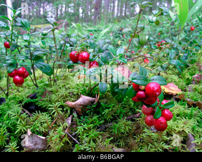 De plus en plus de fruits sur les arbres Banque D'Images