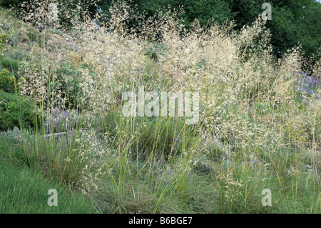 L'herbe en plumes, l'aiguille de l'herbe, graminées (Stipa lagascae, lagascae ou traînasse ou Centinode ou herbe aux cent) dans un jardin Banque D'Images