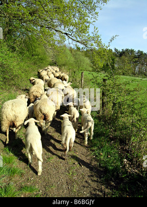 Troupeau de moutons dans le champ Banque D'Images