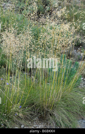 L'herbe en plumes, l'aiguille de l'herbe, graminées (Stipa lagascae, lagascae ou traînasse ou Centinode ou herbe aux cent) dans un jardin Banque D'Images