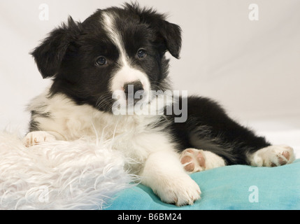 Close-up of two puppies lying on bed Banque D'Images