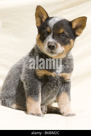 Close-up of puppy sitting in sand Banque D'Images