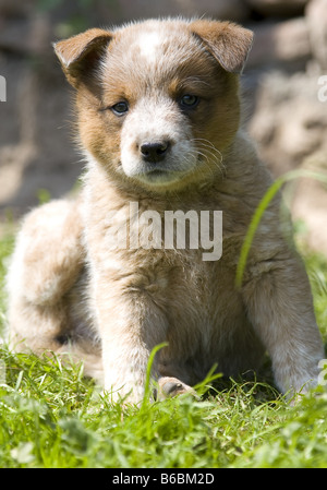 Close-up of puppy sitting on grass Banque D'Images