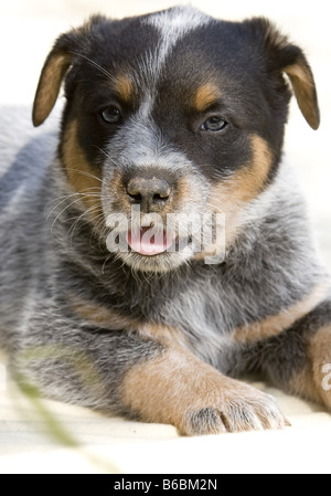 Close-up of puppy lying on sand Banque D'Images