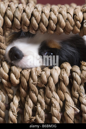 Close-up of puppy peeping par panier Banque D'Images