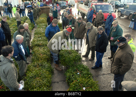 Les ventes aux enchères hivernales de Mistletoe et Holly près de Tenbury Wells sur les frontières du Shropshire Worcestershire et du Herefordshire. Photo de David Bagnall Banque D'Images