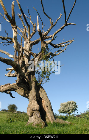 Houx ancienne de plus de 200 ans sur les Hollies sur l'Stiperstones Shropshire hills Banque D'Images