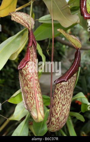 Monkey Cup, Tropical Sarracénie (Nepenthes intermedia), pichets Banque D'Images