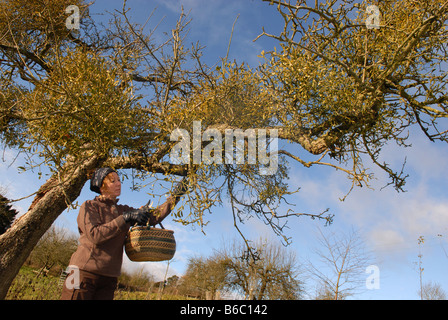 Récolte du gui en Afrique du Shropshire en Angleterre Banque D'Images