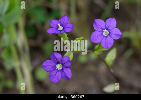 Vénus à verre (Legousia speculum-veneris), la floraison Banque D'Images