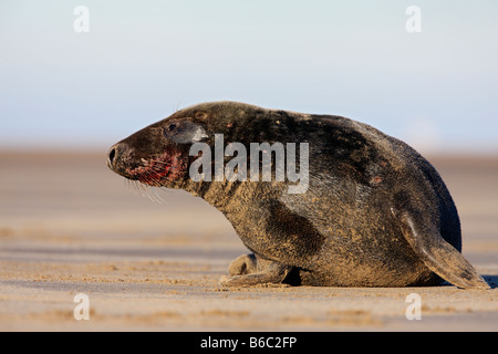 Phoque gris Halichoerus grypus close up Donna Nook Lincolnshire Banque D'Images