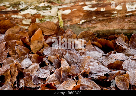 Les feuilles des arbres Hêtre cuivre sur le terrain en Thorndon Park dans l'Essex.