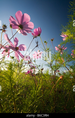 Cosmos photographié dans une jachère dans bloom (Auvergne). Cosmos photographiés dans une jachère fleurie (Auvergne). Banque D'Images