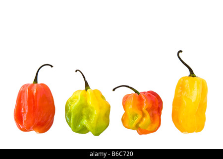 Le Habanero (Scotch Bonnet) piments rouges sur fond blanc. Banque D'Images
