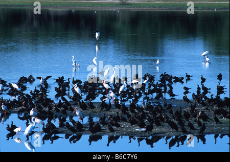 Stock Jabiru, bois cigognes, aigrettes, ibis blanc et plusieurs types d'EGRET Wade dans le lagon de Crooked Tree, Belize Banque D'Images