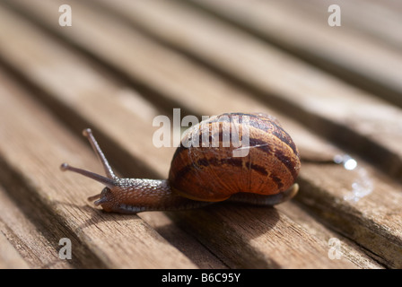 Les yeux dans les yeux avec un escargot Banque D'Images