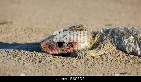 Phoque gris Halichoerus grypus pup dead close up Donna Nook Lincolnshire Banque D'Images