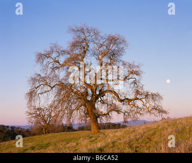 Californie - Lune se lever et valley Oak tree, (Quercus lobata), dans Henry W Coe State Park. Banque D'Images