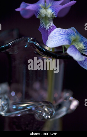 Gros plan macro shot Studio de violettes dans un vase sur fond noir Banque D'Images