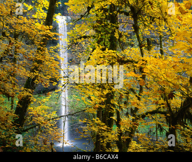 Au sud de l'OREGON Falls vue à travers un rideau de feuillage de l'automne dans la région de Silver Falls State Park. Banque D'Images