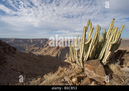 Afrique Namibie Fish River Canyon National Park cactus pousse sur les pentes rocheuses au-dessus de Fish River Canyon Banque D'Images