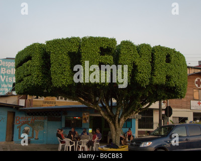Arbre généalogique tena Inscrivez-Equateur Amérique du Sud Banque D'Images