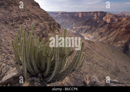 Afrique Namibie Fish River Canyon National Park cactus pousse sur les pentes rocheuses au-dessus de Fish River Canyon Banque D'Images