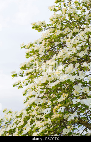 Un Nauttallii Le cornouiller Cornus arbre en pleine floraison British Columbia Canada Banque D'Images