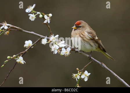Sizerin flammé Carduelis flammea Mealy commun Banque D'Images
