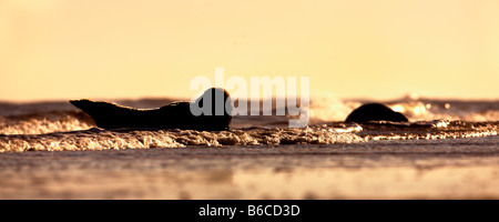 Phoque gris Halichoerus grypus Bulls in surf at sunrise Donna Nook Lincolnshire Banque D'Images