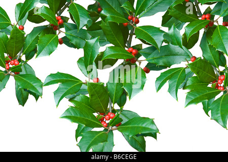 Feuilles de houx vert noël et baies rouges ilex close up silo isolé sur fond blanc motif hiver copy space Banque D'Images