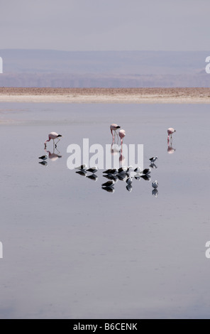 Les flamands des Andes, Phoenicoparrus andinus et des Andes Recurvirostra andina, avocettes, dans une lagune de sel Banque D'Images