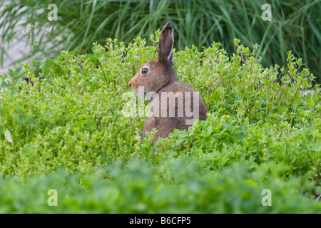 Lièvre de montagne sauvage d'Europe ( Lepus timidus ) mangeant des spécimens plantés au jardin botanique de l'Université d'Oulu, en Finlande Banque D'Images