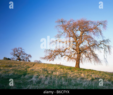 La vallée de Californie - arbres de chêne Quercus lobata croissant sur les collines couvertes d'herbe dans Henry W. Coe State Park. Banque D'Images