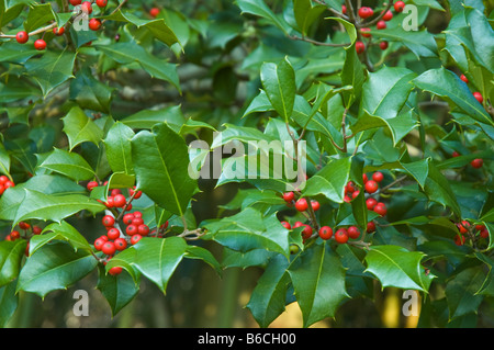 Feuilles de houx vert noël et fruits rouges sur houx (ilex ) tous sur fond d'arrière-plan de plein air d'hiver de modèle Banque D'Images