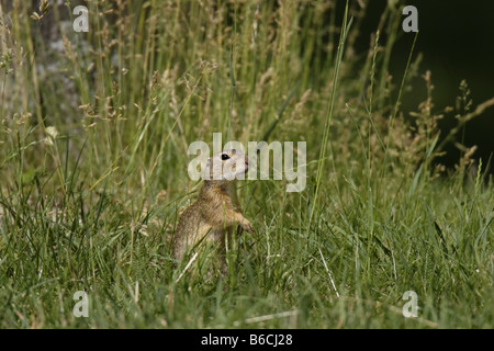 Erdhörnchen Ziesel spermophilus Citellus citellus Erdmännchen spermophile souslik d'Europe Banque D'Images