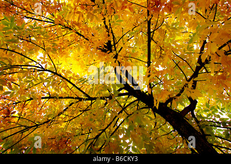 Couleurs d’automne Banque D'Images