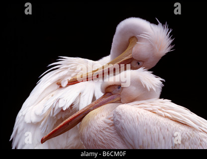Close-up de l'Est deux pélicans blancs (Pelecanus onocrotalus) Banque D'Images