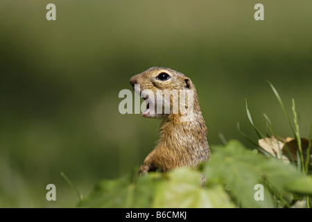 Erdhörnchen Ziesel spermophilus Citellus citellus Erdmännchen spermophile souslik d'Europe Banque D'Images