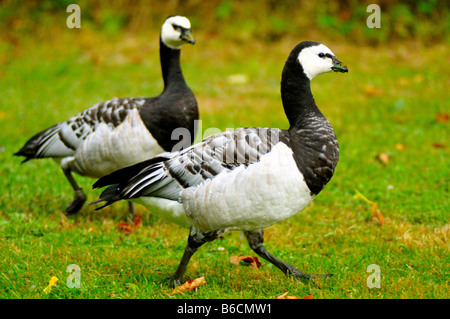 La bernache nonnette (Branta leucopsis) dans la zone Banque D'Images