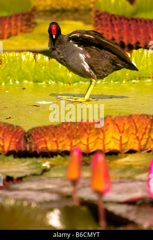 La Gallinule poule-d'eau (Gallinula chloropus) dans l'étang Banque D'Images