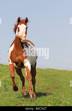 American Paint horse galoper dans le champ Banque D'Images