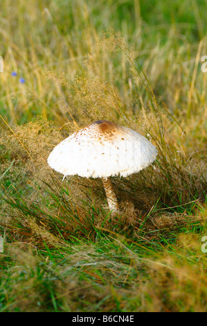 Coulemelle (Macrolepiota procera) growing in field, Bavière, Allemagne Banque D'Images