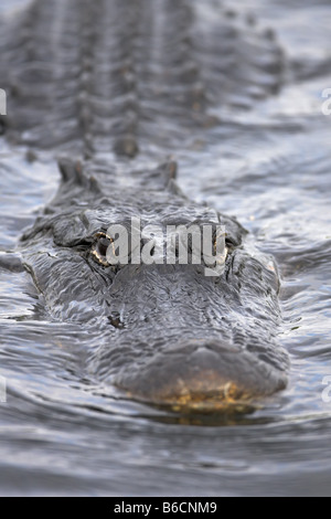 Close-up of Alligator Alligator mississippiensis) Natation (dans l'eau, Florida, USA Banque D'Images