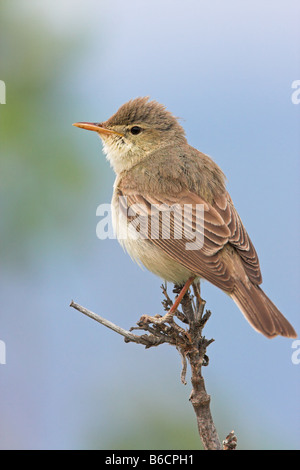 Close-up of Olivaceous Warbler (Hippolais pallida) perching on stem Banque D'Images