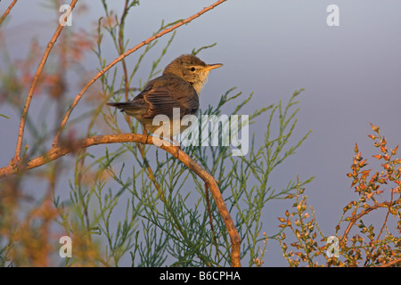 Close-up of Olivaceous Warbler (Hippolais pallida) perching on stem Banque D'Images