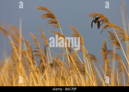 Gorgebleue à miroir (Luscinia svecica) perching on reed Banque D'Images