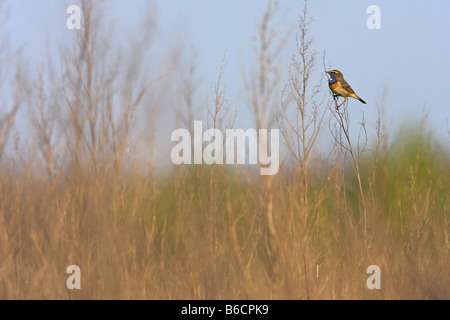 Gorgebleue à miroir (Luscinia svecica) perching on reed Banque D'Images