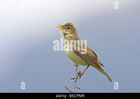 Close-up of Olivaceous Warbler (Hippolais Pallida) perching on twig Banque D'Images