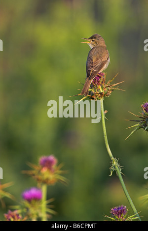 Close-up of Olivaceous Warbler (Hippolais Pallida) perching on flower Banque D'Images